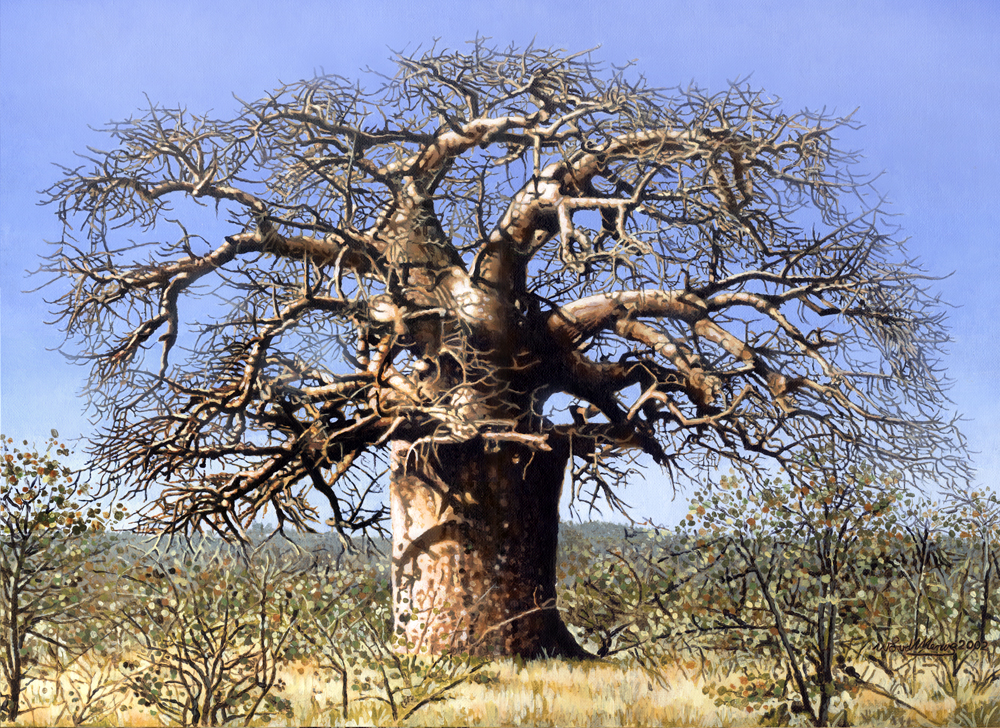 Baobab Tree Painting At Paintingvalley Explore Collection Of