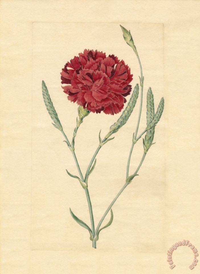 Carnation Painting At Paintingvalley Explore Collection Of