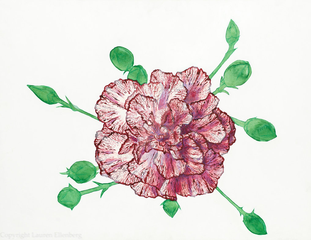 Carnation Painting At Paintingvalley Explore Collection Of