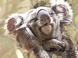 Koala Bear Painting At Paintingvalley Explore Collection Of Koala