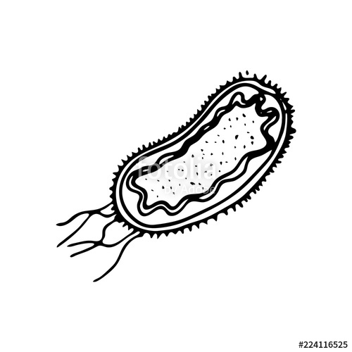 Bacteria Sketch At PaintingValley Explore Collection Of Bacteria