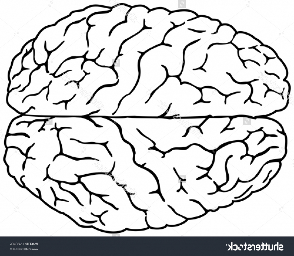 Brain Sketch Simple At PaintingValley Explore Collection Of Brain