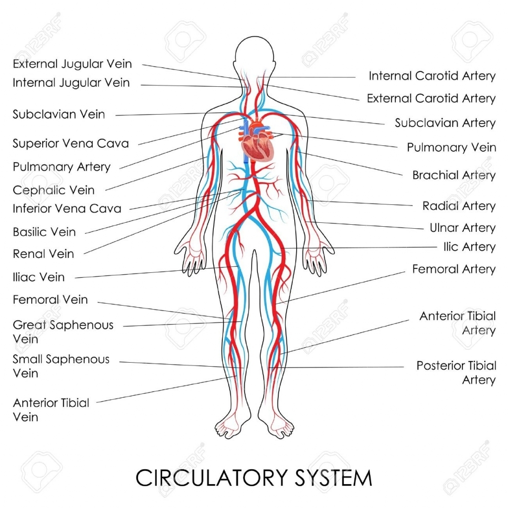 Cardiovascular System Sketch At Paintingvalley Explore Collection