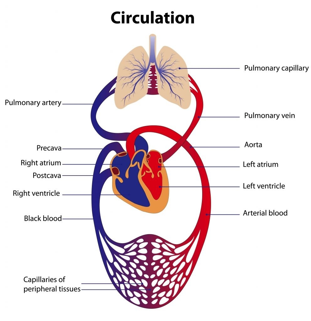 Circulatory System Sketch At Paintingvalley Explore Collection Of