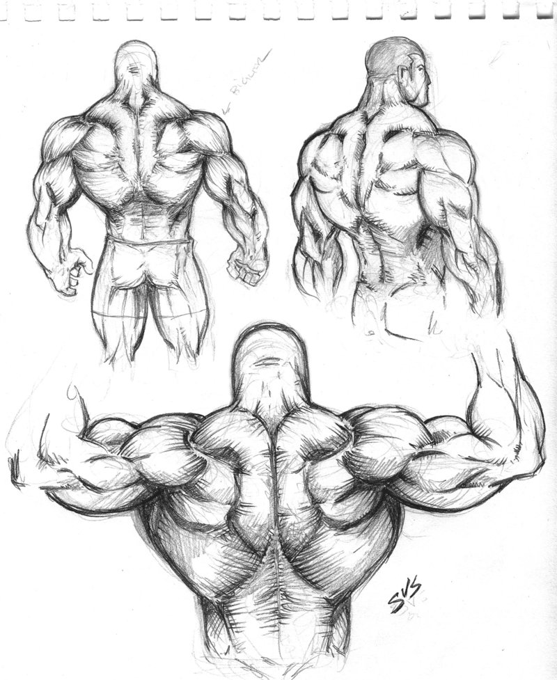 Muscle Sketch At Paintingvalley Explore Collection Of Muscle Sketch