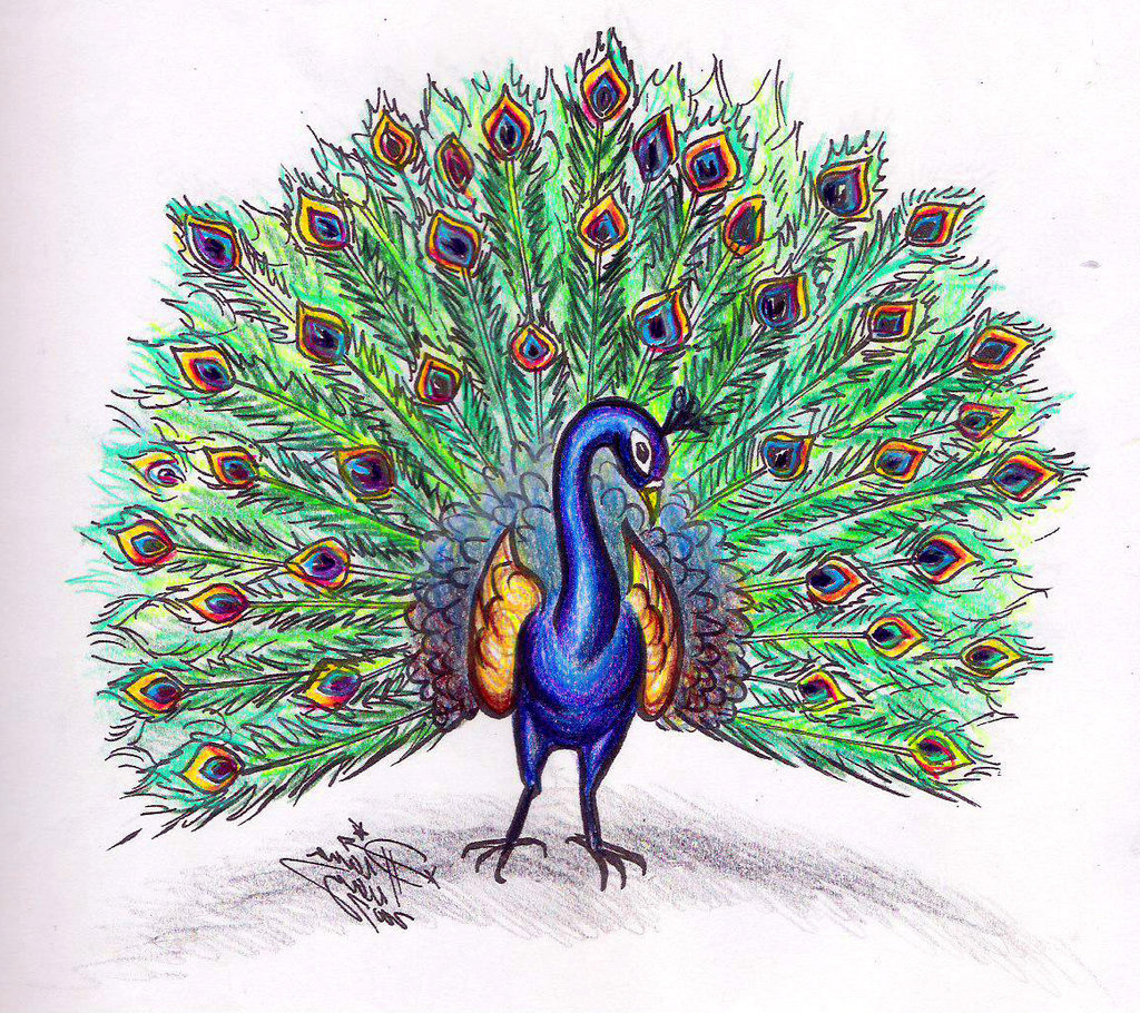 Peacock Drawing Sketch At Paintingvalley Explore Collection Of