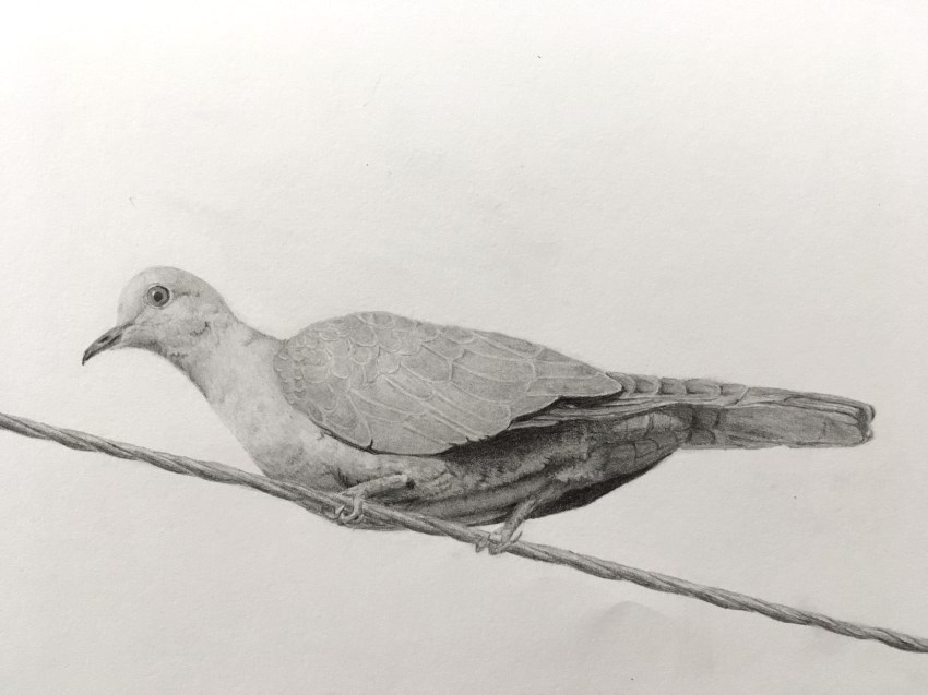 Pigeon Pencil Sketch At PaintingValley Explore Collection Of