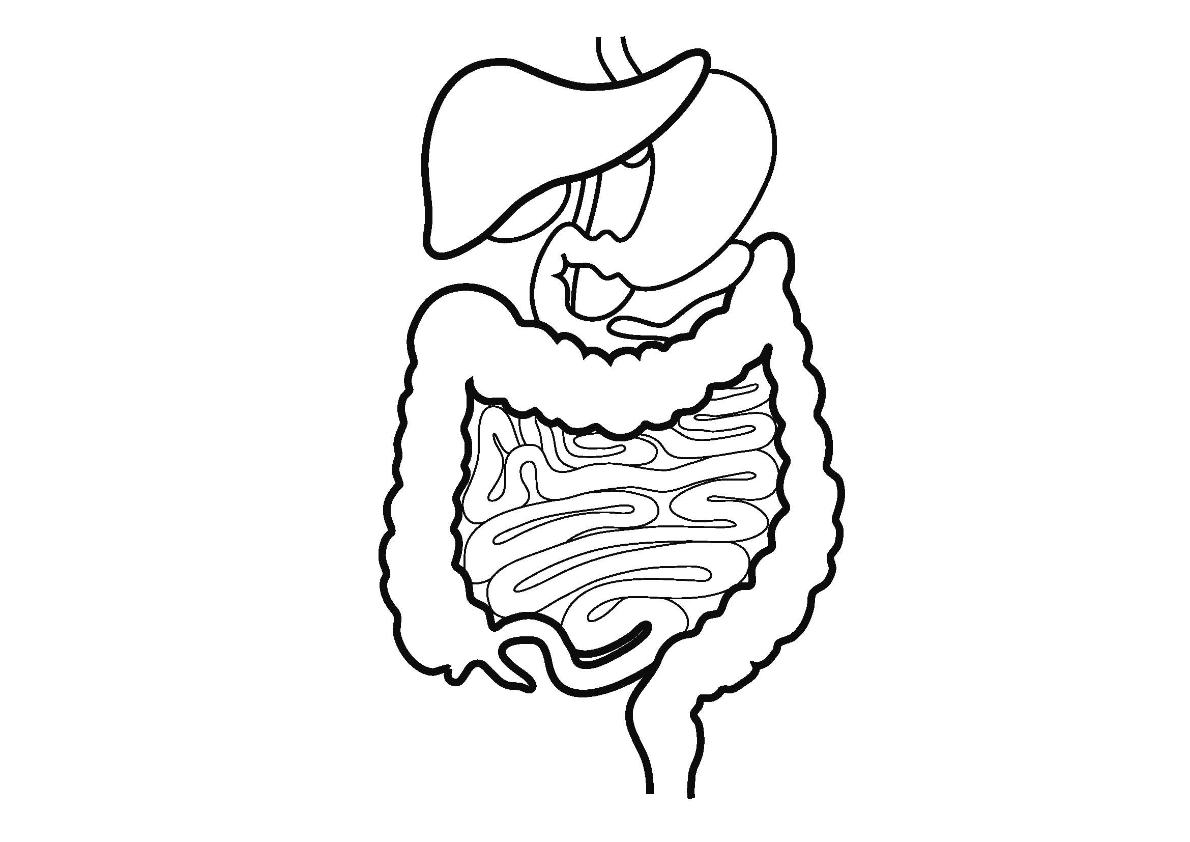 Sketch Of Human Digestive System At Paintingvalley Explore