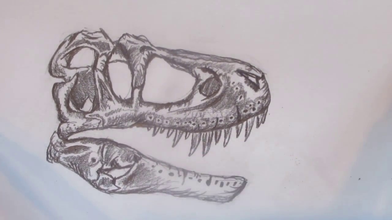 T Rex Skeleton Sketch At Paintingvalley Explore Collection Of T