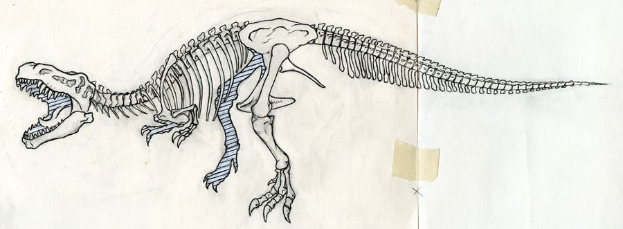 T Rex Skeleton Sketch At Paintingvalley Explore Collection Of T