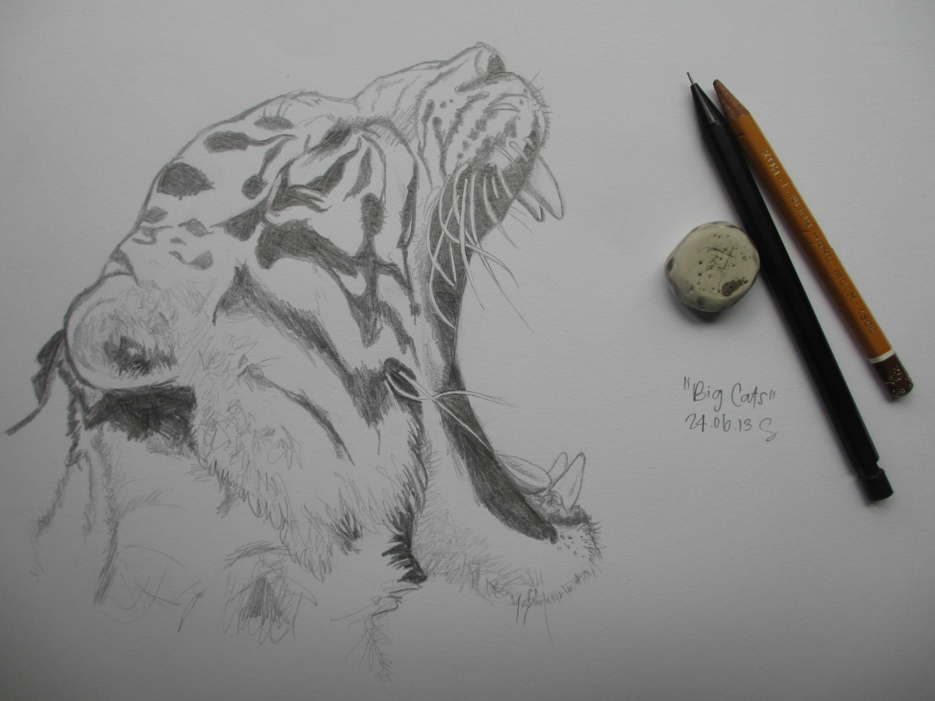 Tiger Roaring Sketch At Paintingvalley Explore Collection Of