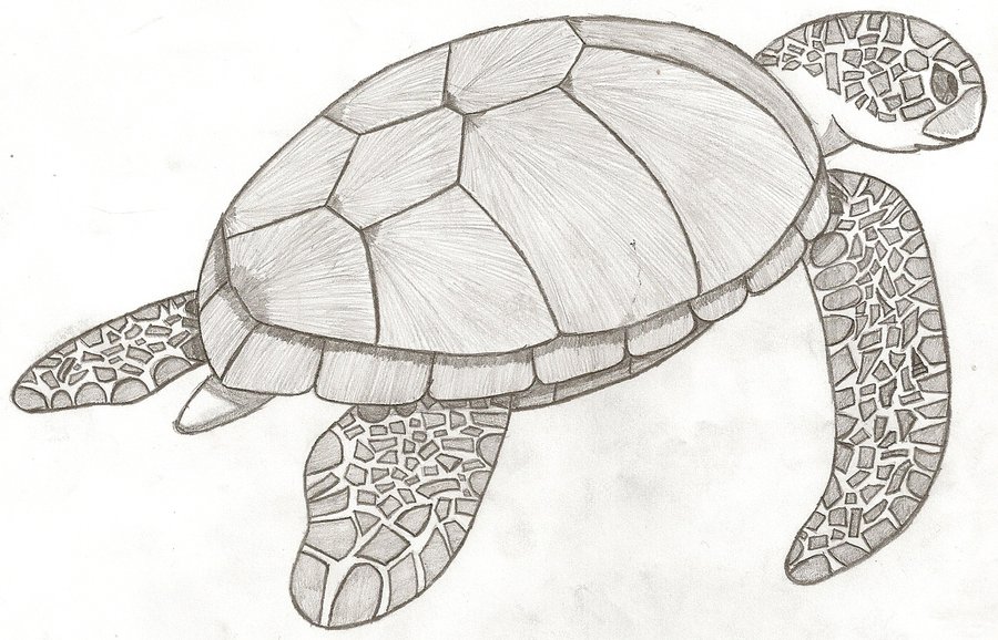 Turtle Sketch Images At Paintingvalley Explore Collection Of