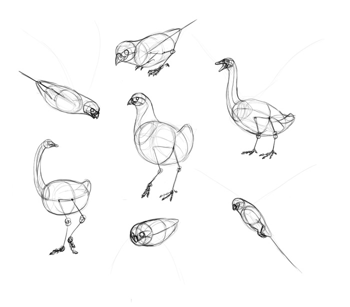 700x614 How To Draw Birds Step - 12 Drawing
