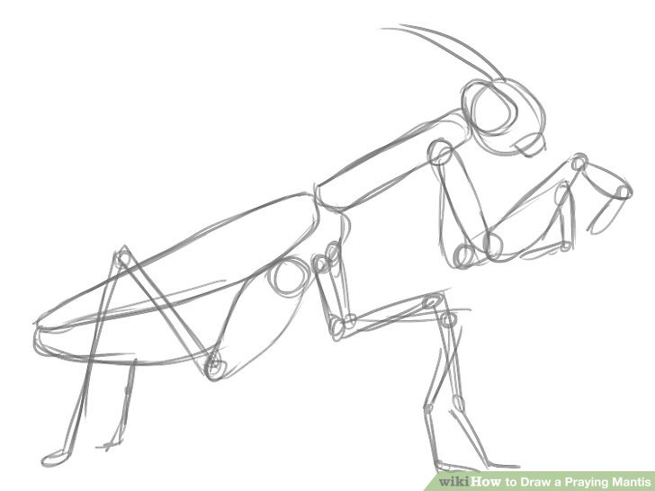 728x546 how to draw a praying mantis steps - 12 Drawing
