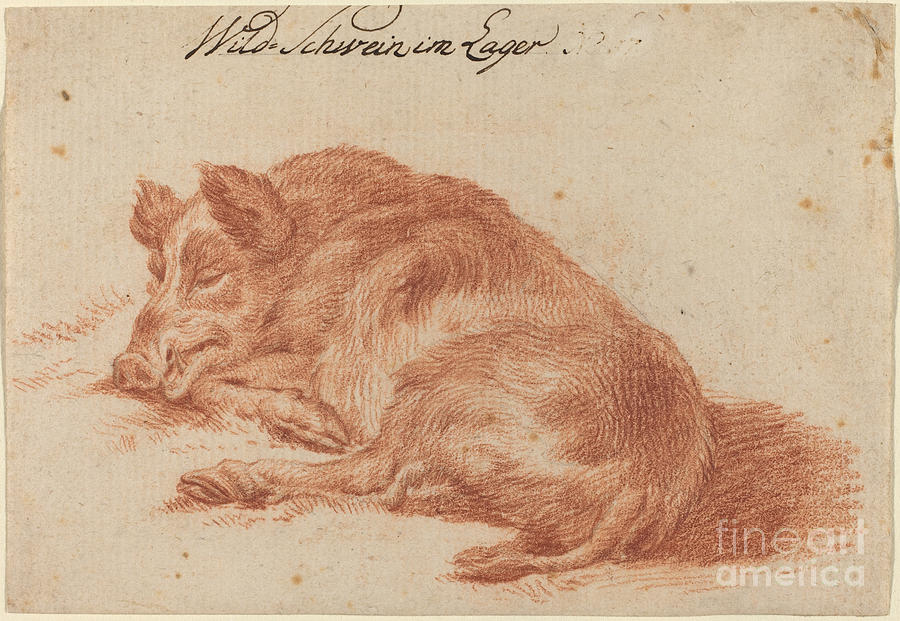 900x621 Wild Boar Drawing - 18th Century Drawings