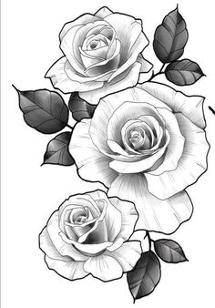 2 Roses Drawing at PaintingValley.com | Explore collection of 2 Roses ...