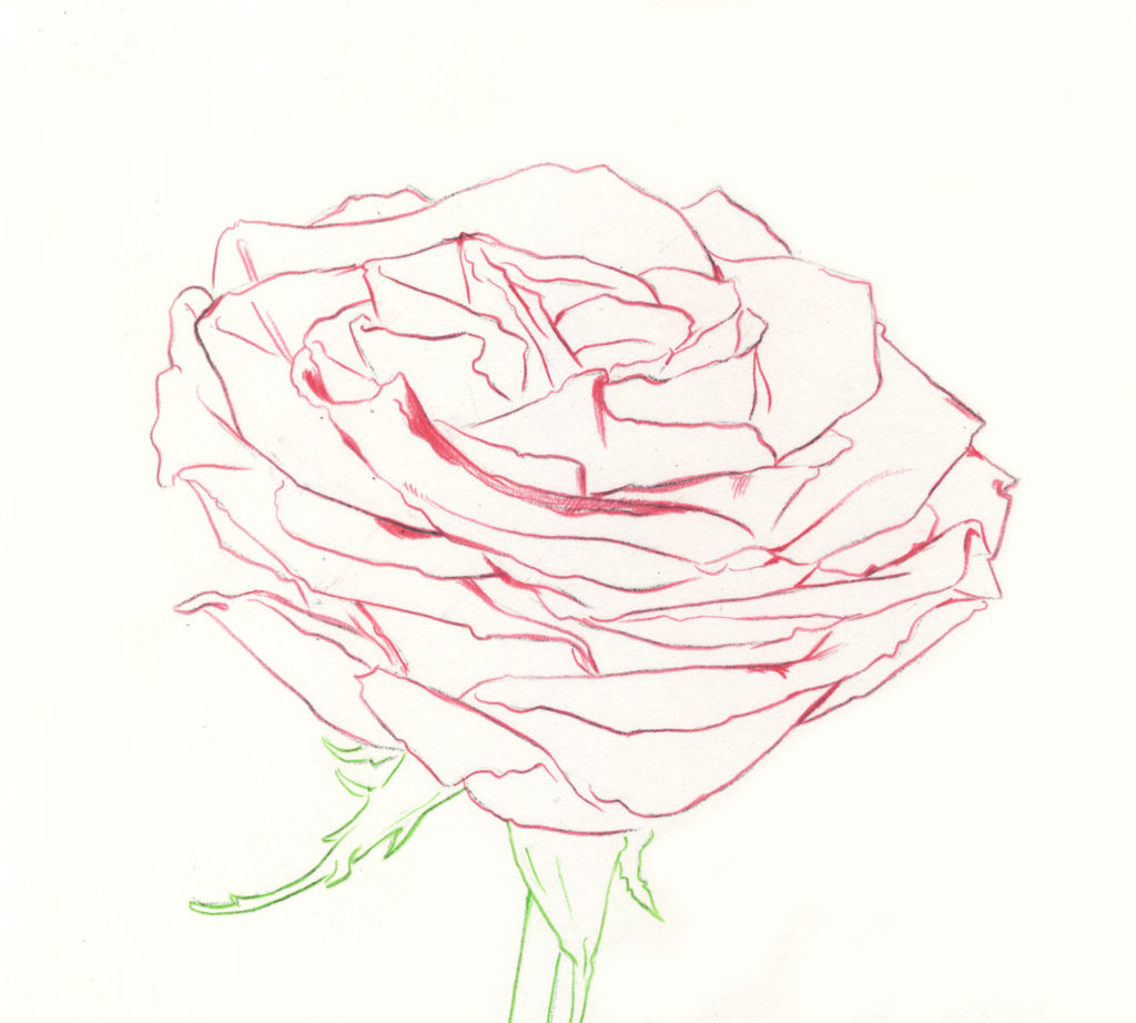 1024x922 Drawing Roses In Graphite Pencil And Colored Pencil - 2 Roses Drawing