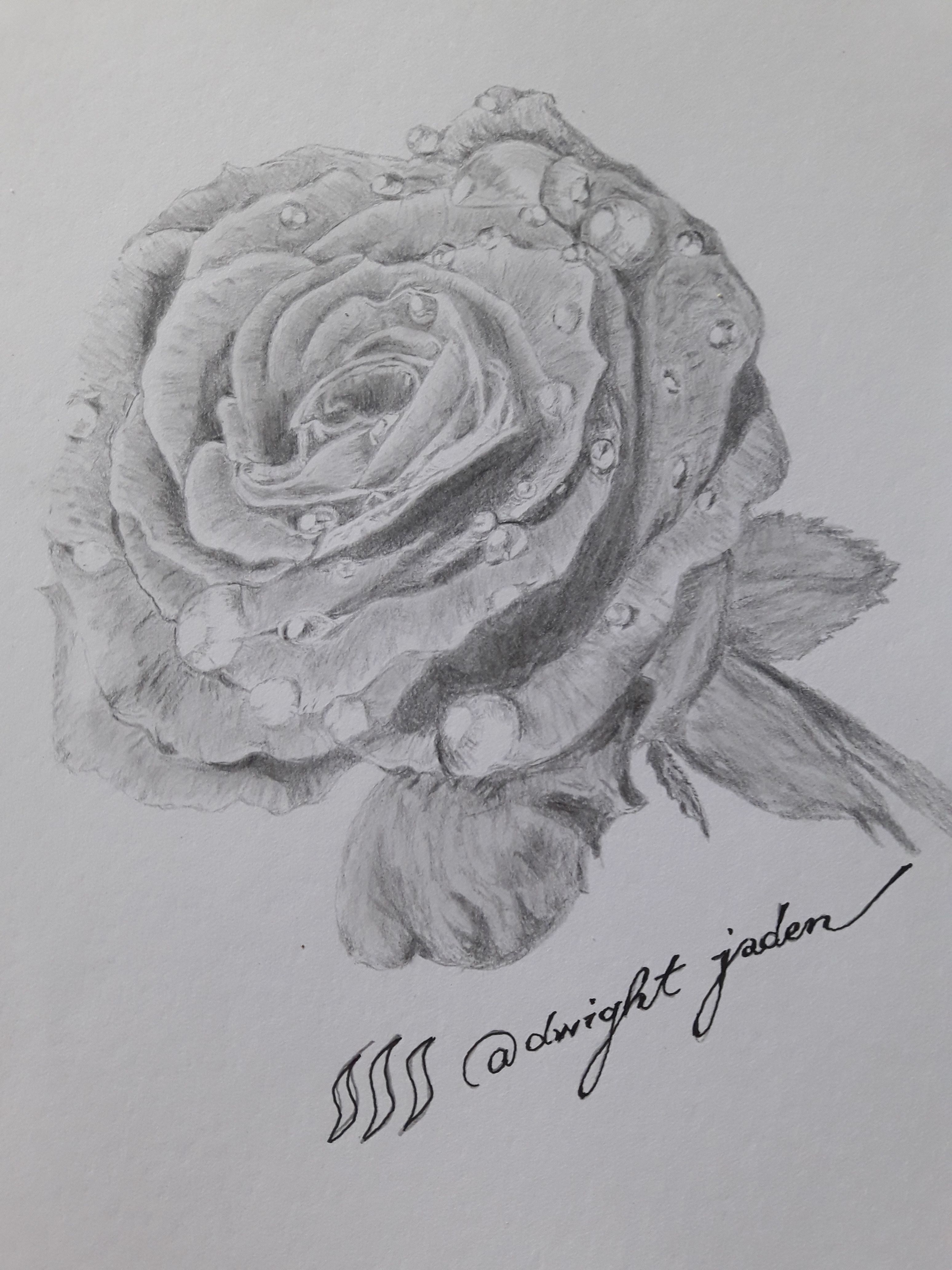 3096x4128 Drawing Challenge - 2 Roses Drawing