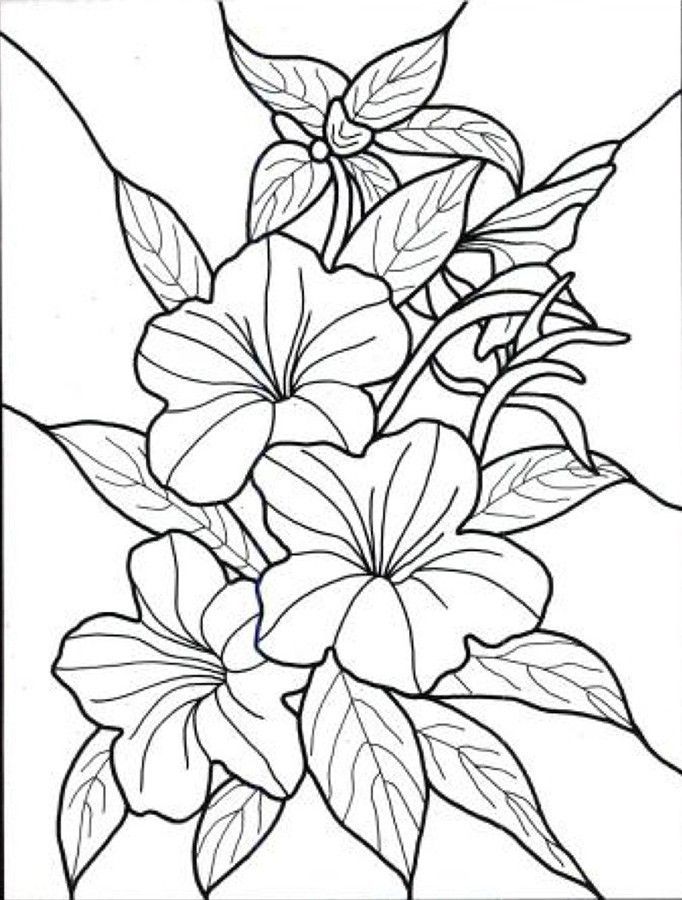 682x900 Hawaiian Flower Colouring Pages - 2 Roses Drawing