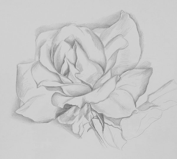 600x539 How To Draw A Rose - 2 Roses Drawing