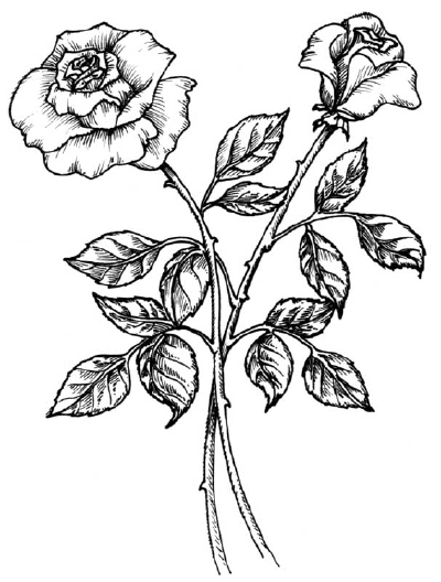 400x528 How To Draw A Rose Howstuffworks - 2 Roses Drawing