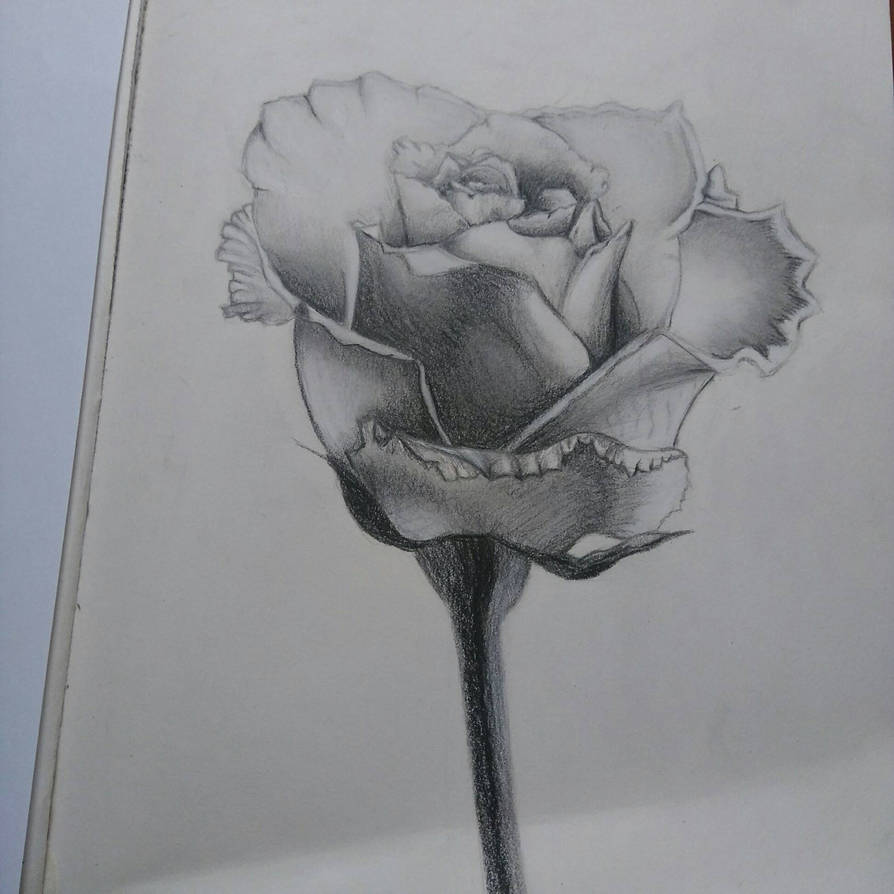 894x894 Rose - 2 Roses Drawing