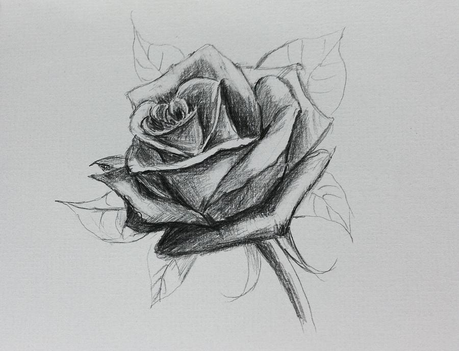 2 Roses Drawing at PaintingValley.com | Explore collection of 2 Roses ...