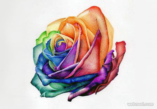 660x458 Rose Flower Drawing - 2 Roses Drawing