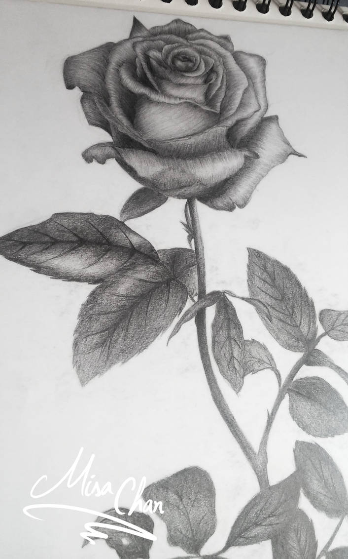 706x1132 Rose Drawing - 2 Roses Drawing