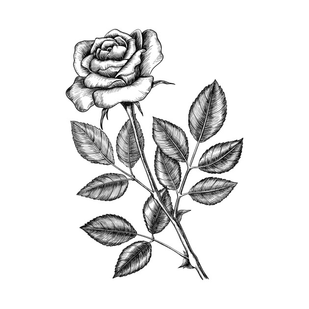 630x630 Rose Drawing - 2 Roses Drawing