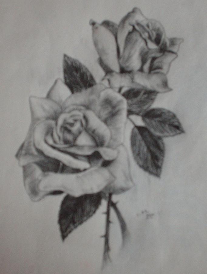 682x900 Roses Drawing - 2 Roses Drawing