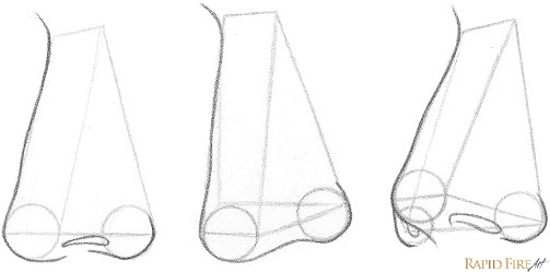 503x249 Steps To Draw Noses From The View Rapidfireart - 3 4 View Portrait Drawing