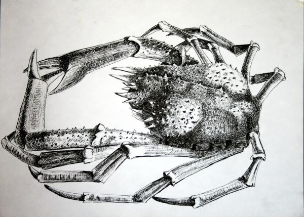 600x429 Inception, Drawing - 3 Drawing