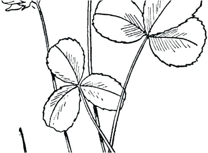 728x536 four leaf clover color sheets coloring - 3 Leaf Clover Drawing