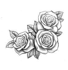 221x228 Photos Roses Drawing - 3 Roses Drawing