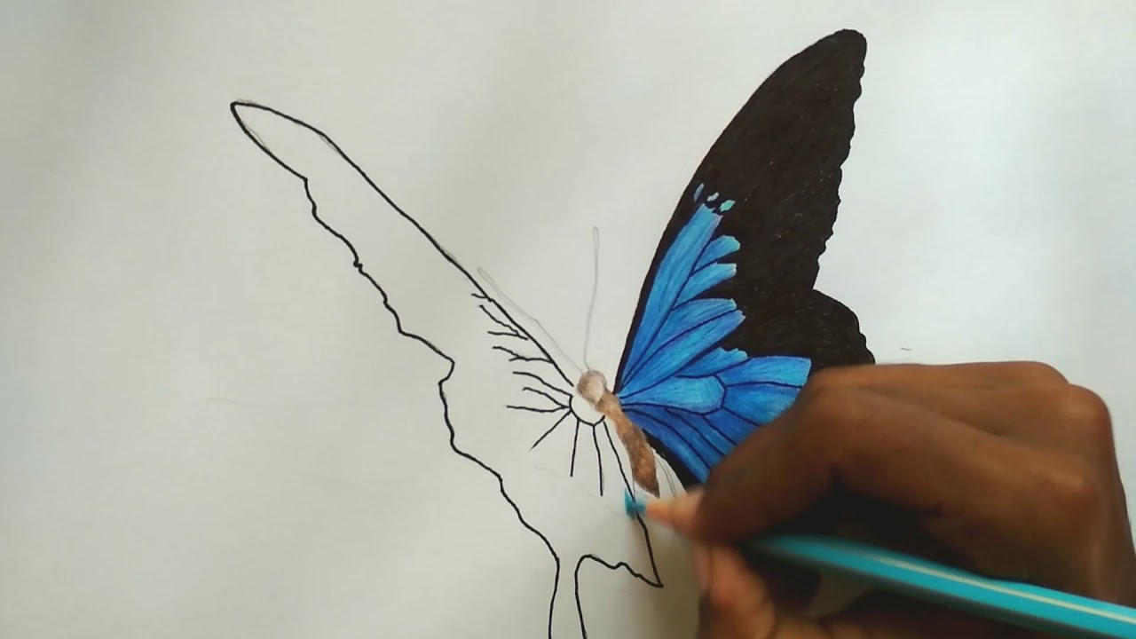 1280x720 Realistic Butterfly Drawing, Time Lapse, Drawing, Tutorial, Realism - 3d Butterfly Drawing