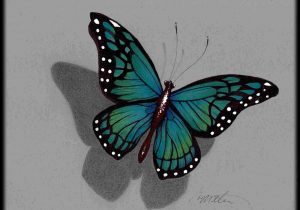 3d Butterfly Drawing at PaintingValley.com | Explore collection of 3d ...
