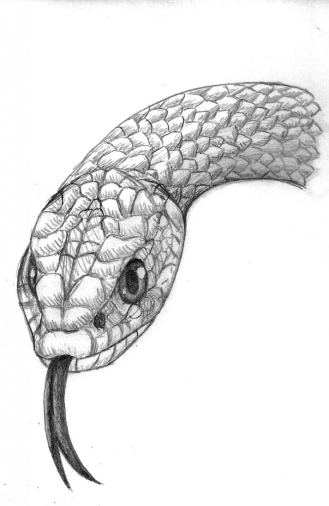 3d Drawing Of A Snake at Explore collection of 3d