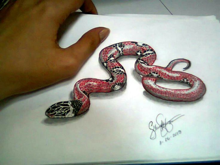 736x552 Photos Snake Drawing Hd - 3d Drawing Of A Snake
