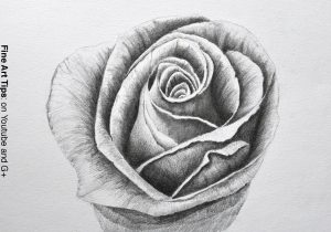 300x210 Drawig Pencil Flowers Flowers Pencil Drawing Rose Pencil - 3d Flower Drawing