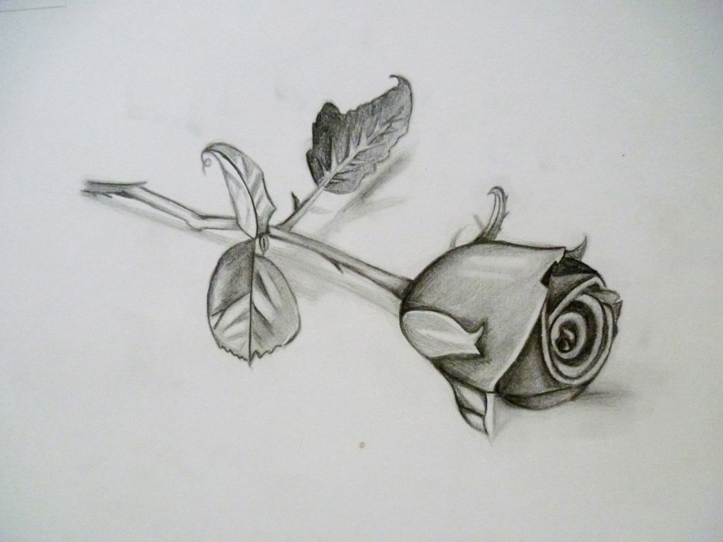 1024x768 How To Draw A Rose Step - 3d Flower Drawing