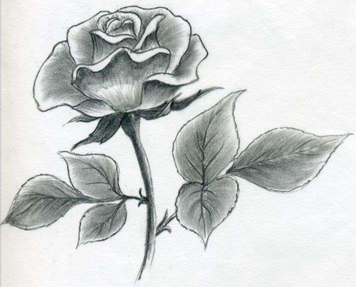 712x574 How To Draw A Rose Step - 3d Flower Drawing