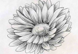 300x210 Flower Drawing - 3d Flower Drawing