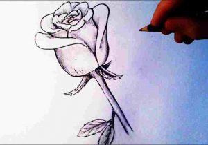 300x210 Easy Rose Drawing - 3d Rose Drawing