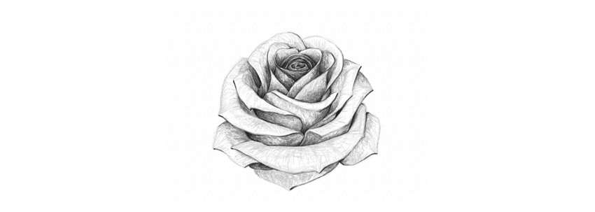 850x303 How To Draw A Rose - 3d Rose Drawing