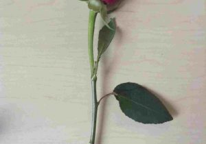 300x210 Arts D Rose Photos How To Draw A With Drawing Rhdrawingartpickscom - 3d Rose Drawing