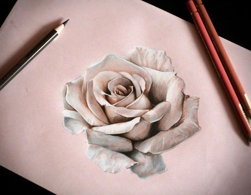 500x388 Beautiful Rose Drawings And Paintings For Your Inspiration - 3d Rose Drawing