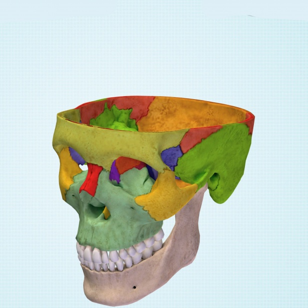 615x615 Skull Drawing Free Stock Photo - 3d Skull Drawing