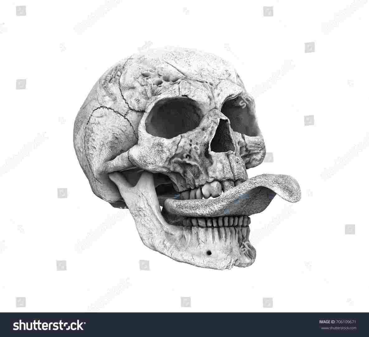 1185x1084 Rhshutterstockcom Human Skull Drawing Skull Front View Pencil - 3d Skull Drawing