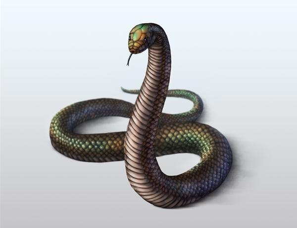 600x461 How To Draw Animals Snakes And Their Patterns - 3d Snake Drawing